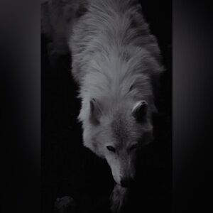 🖤 LIVE SHOW LISTING 🖤